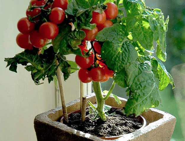 Выращивание томатов в квартире – личный опыт с выводами и сортами