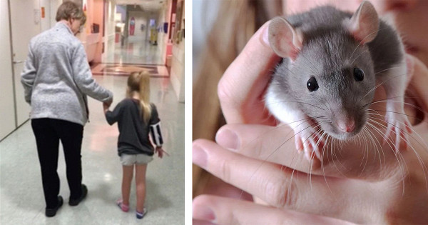 Девочку заразили смертельно опасной болезнью ручные крысы
